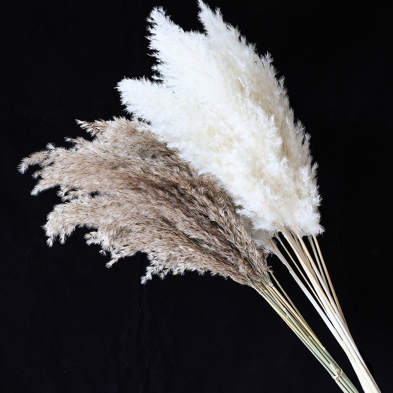 10 Piezas de Cañas Naturales C - Pampas Grass Decor reseña y precio