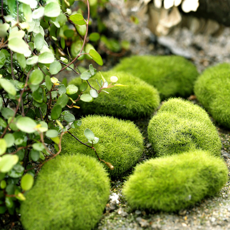 Plantas de musgo de espuma de  - Home Decor Za reseña y precio