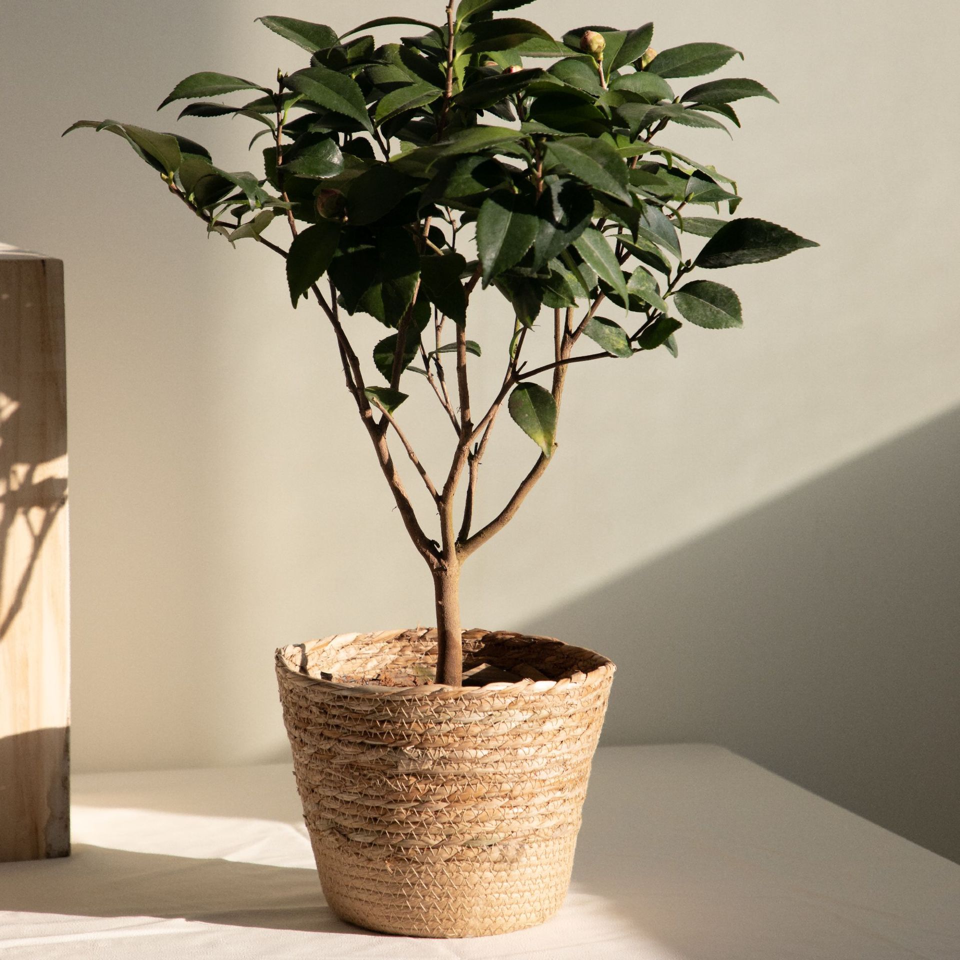 Cesta de Almacenamiento Tejida - Rattan Plant Basket reseña y precio