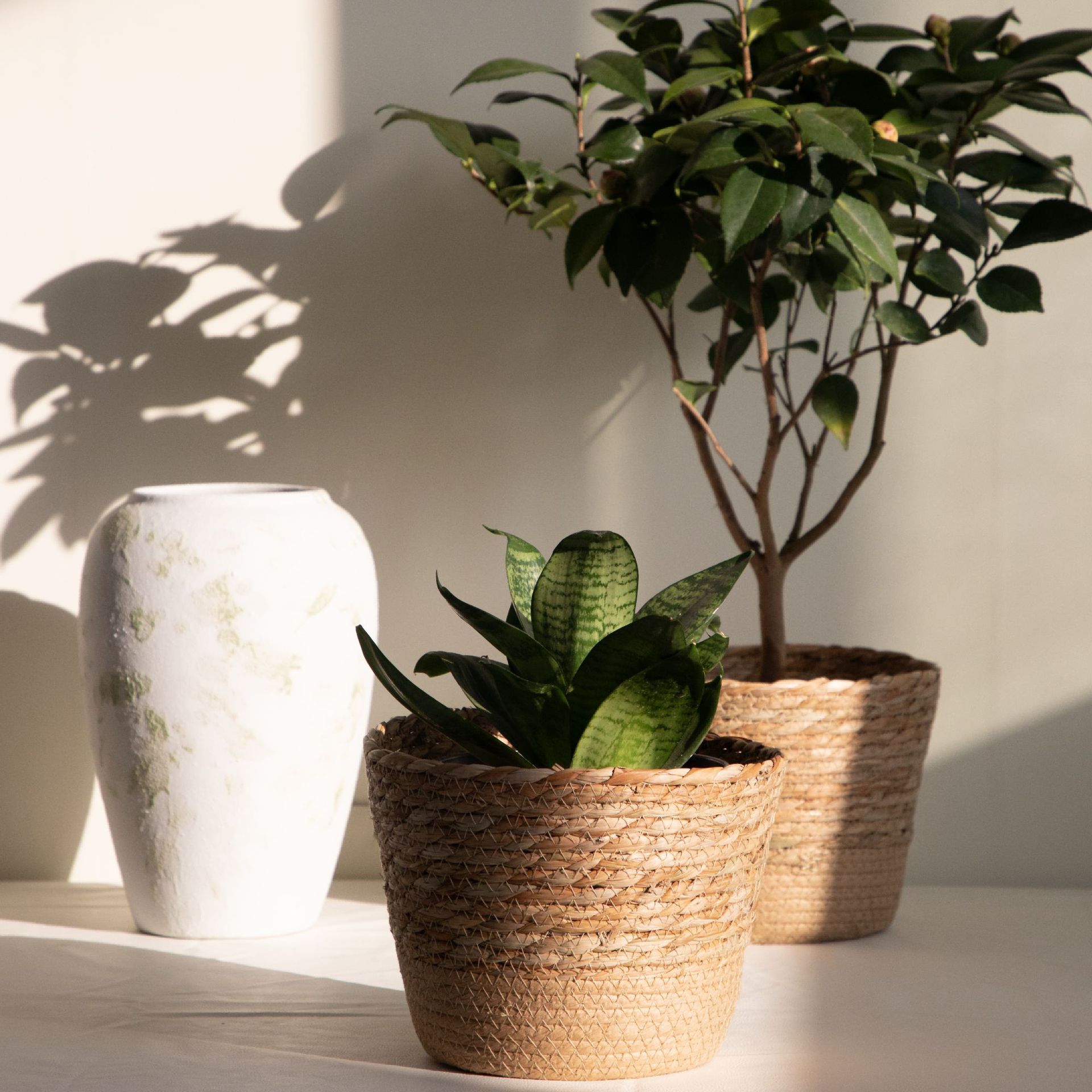 Cesta de Almacenamiento Tejida - Rattan Plant Basket reseña y precio